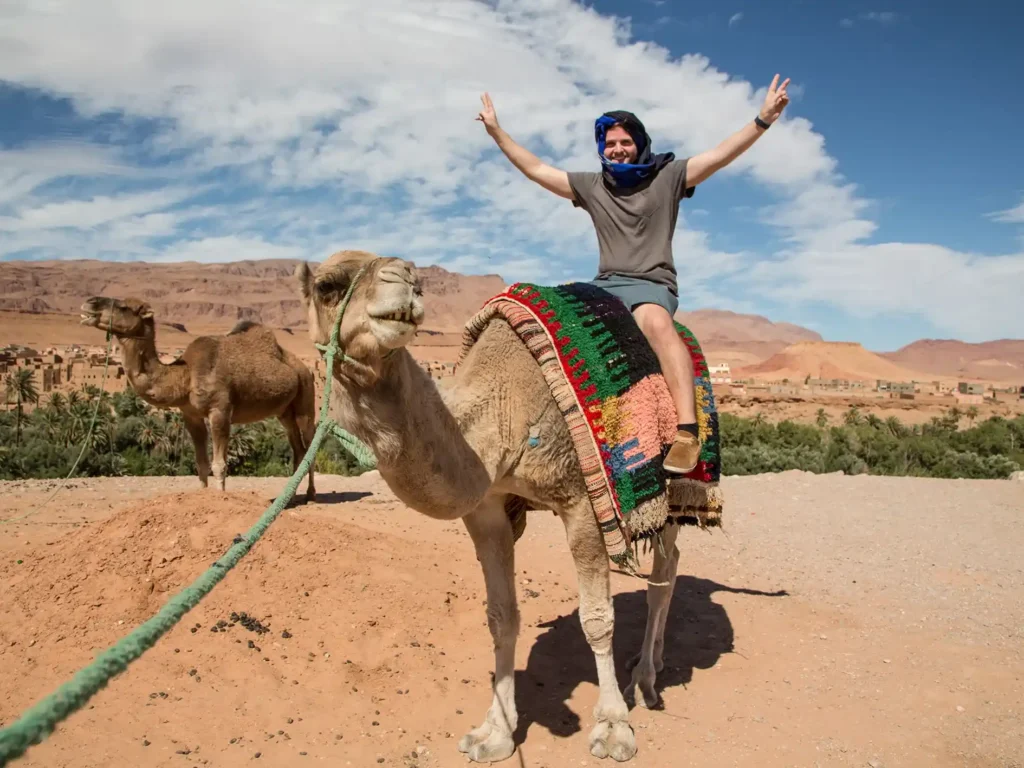 camel