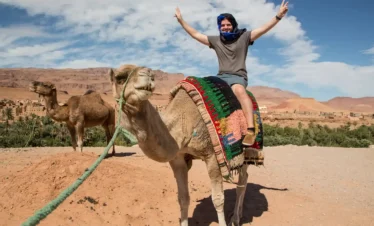 camel