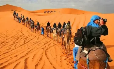 camels merzouga