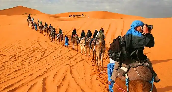 camels merzouga