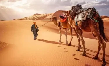 camels ride
