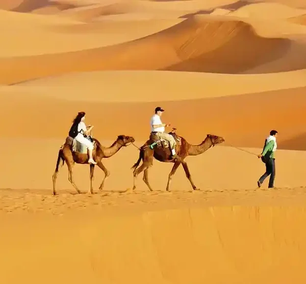 desert camels