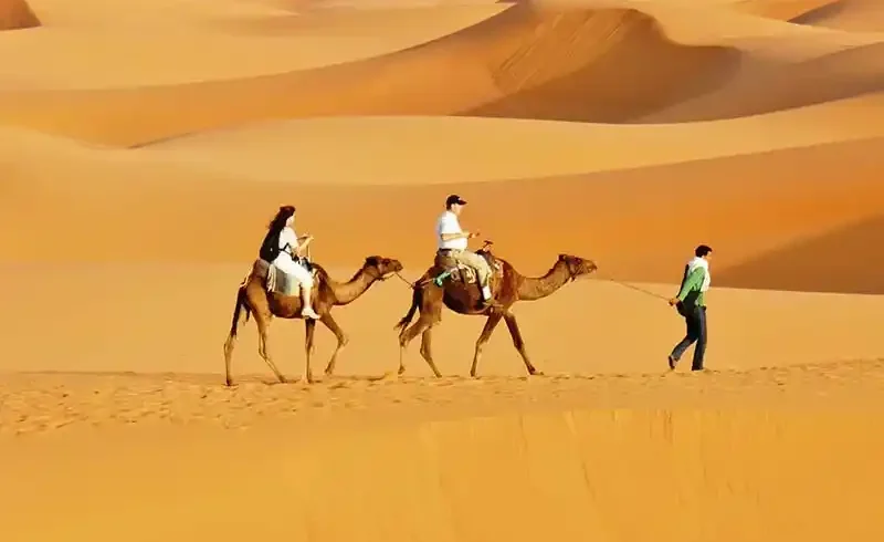 desert camels
