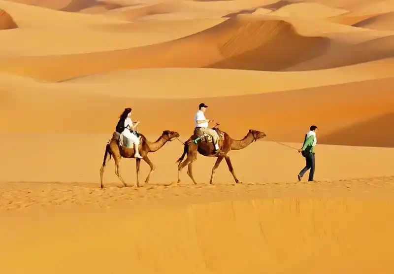 desert camels