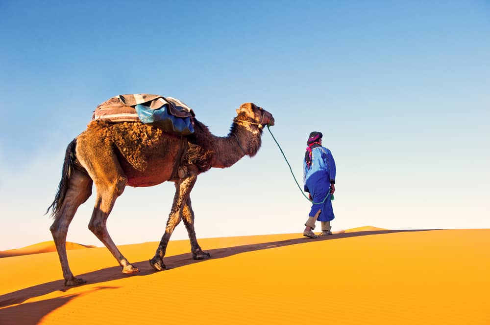 man with camel
